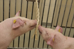 Swine Infection Screening Using Oral Fluids